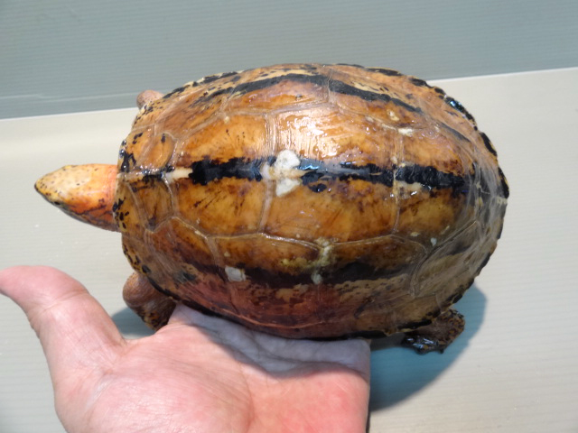 ラオスモエギハコガメ(4)