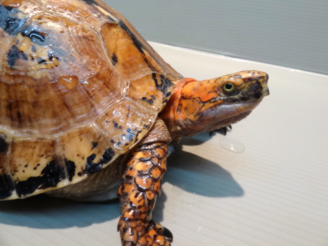 ラオスモエギハコガメ(5)