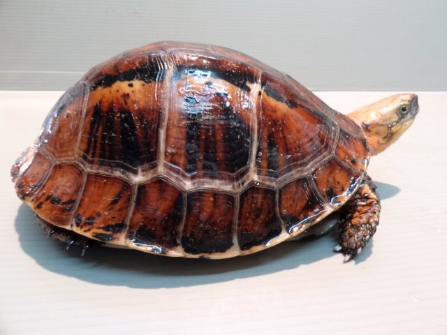 ラオスモエギハコガメ(1)
