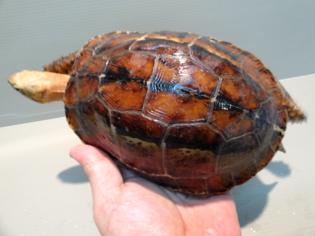ラオスモエギハコガメ(2)