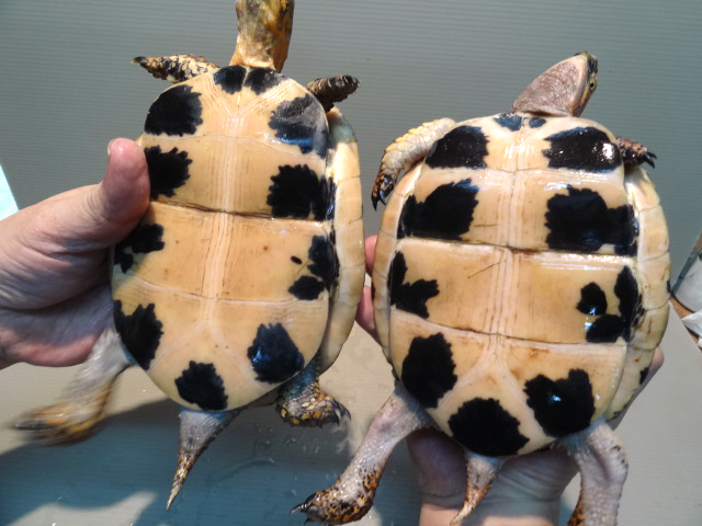 ラオスモエギハコガメ(7)