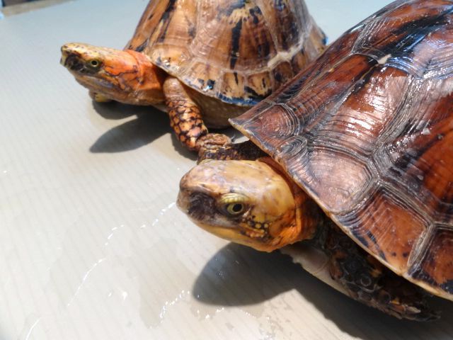 ラオスモエギハコガメ(6)