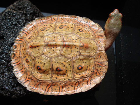 メキシコアカスジヤマガメ(1)