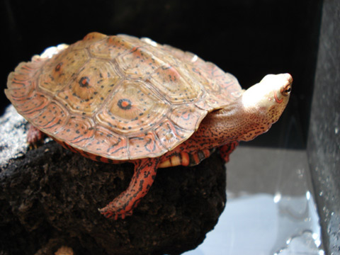 メキシコアカスジヤマガメ(2)