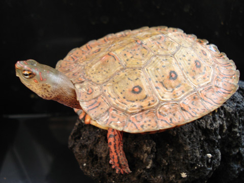 メキシコアカスジヤマガメ(3)