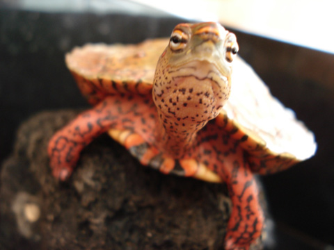 メキシコアカスジヤマガメ(5)