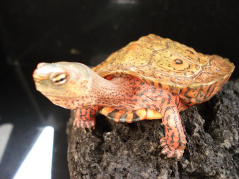 メキシコアカスジヤマガメ(6)