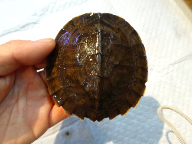 ノコヘリマルガメ(5)