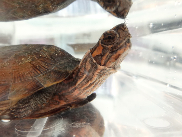 ノコヘリマルガメ(6)