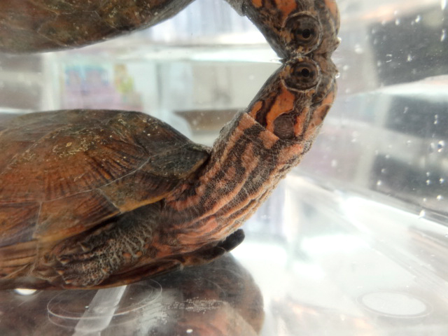 ノコヘリマルガメ(7)