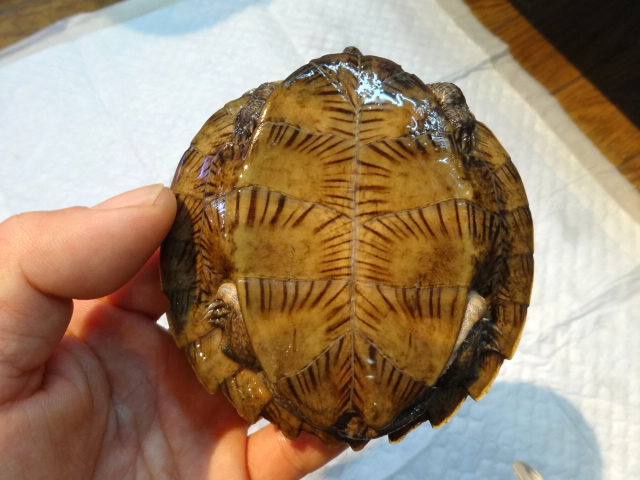 ノコヘリマルガメ(8)