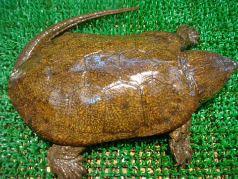 シウイオオアタマガメ(1)