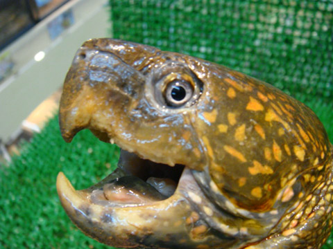 シウイオオアタマガメ(2)