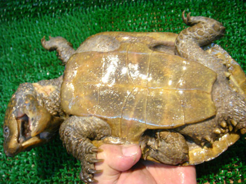 シウイオオアタマガメ(3)