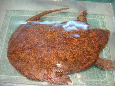 シウイオオアタマガメ(4)