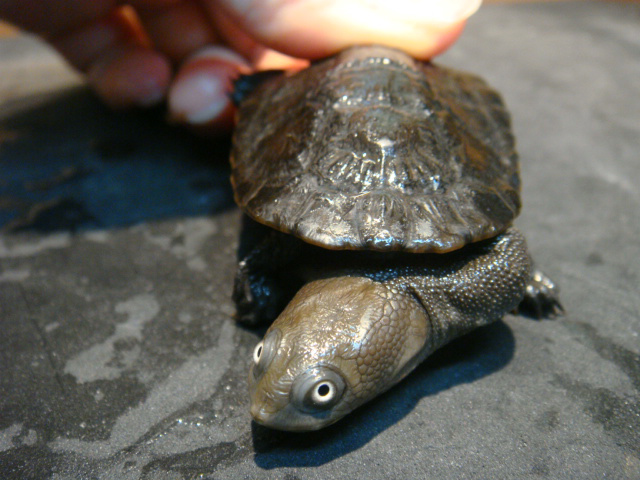 カンナガクビガメ(1)