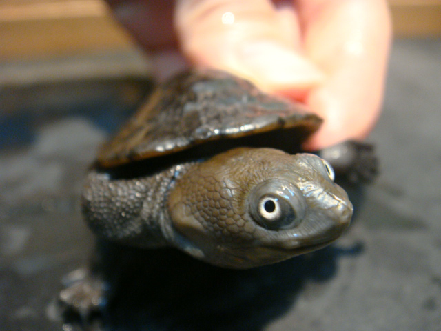 カンナガクビガメ(2)