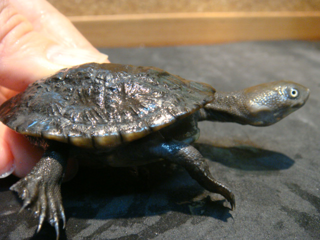 カンナガクビガメ(3)