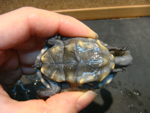 カンナガクビガメ(4)