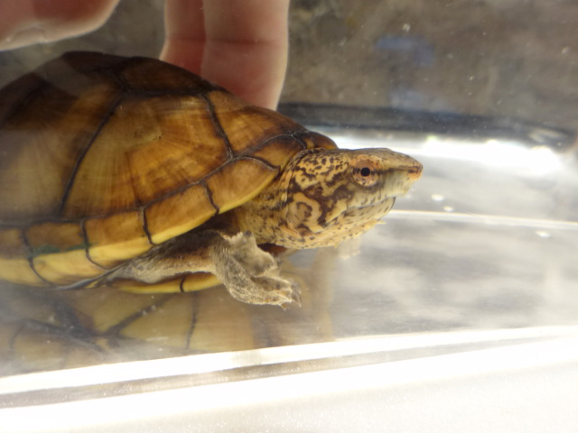 ハナナガドロガメ(3)