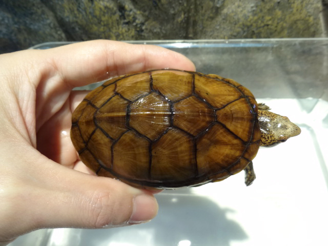 ハナナガドロガメ(1)