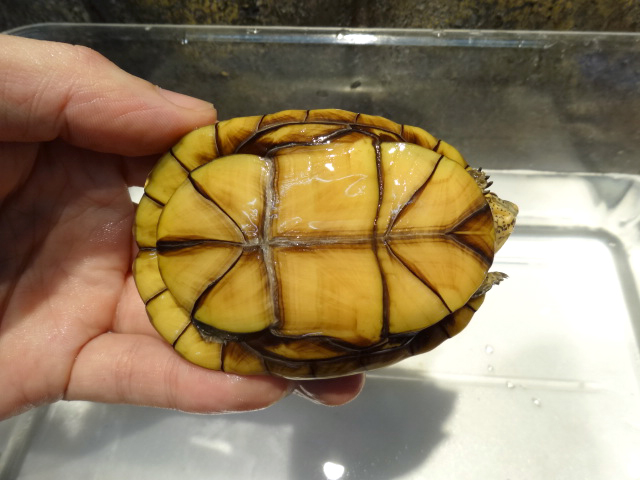 ハナナガドロガメ(2)