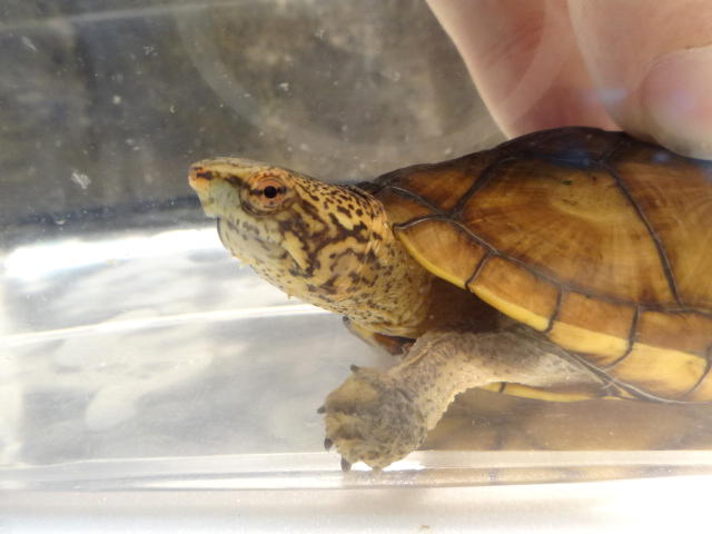 ハナナガドロガメ(4)