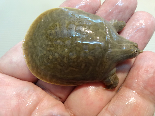 インドコガシラスッポン(9)