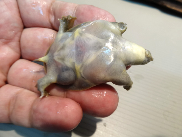 インドコガシラスッポン(10)