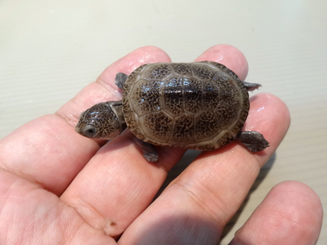 ウペンバハコヨコクビガメ(2)