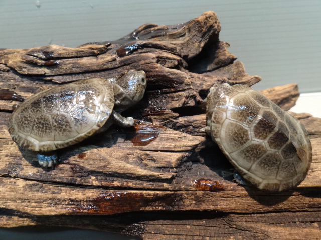 爬虫類図鑑 カメ図鑑（ミズガメ）