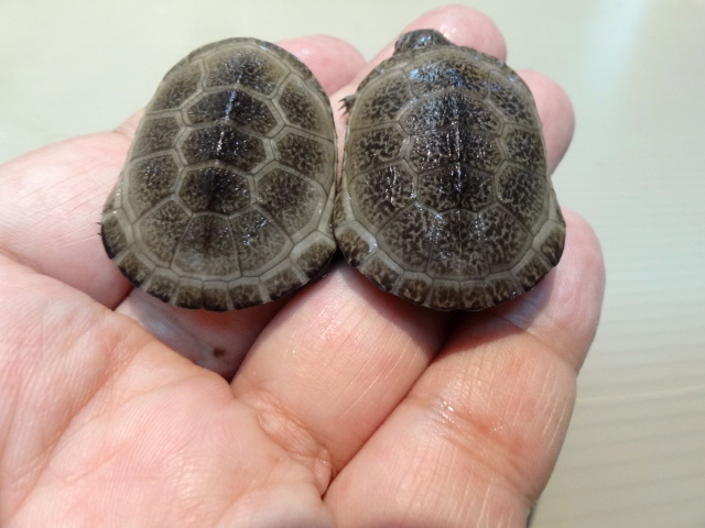 ウペンバハコヨコクビガメ(3)