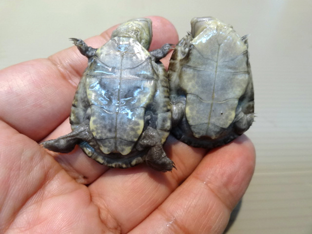 ウペンバハコヨコクビガメ(4)