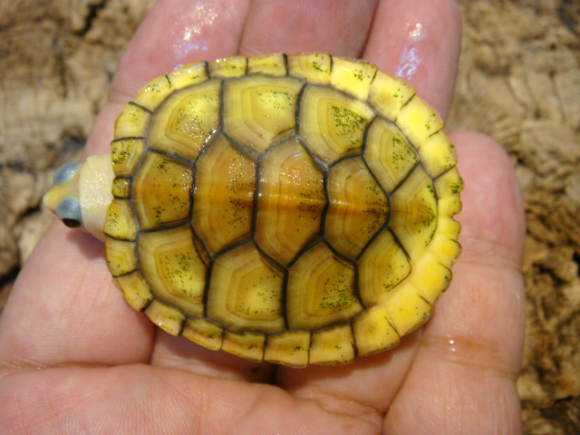 ミシシッピアカミミガメ(4)