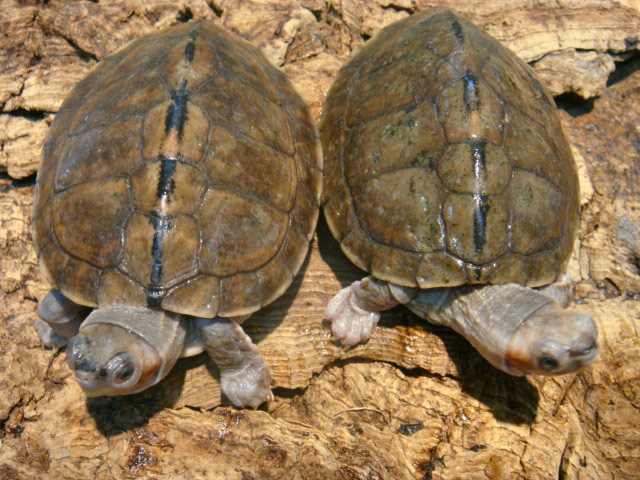 シロアシセタカガメ(1)