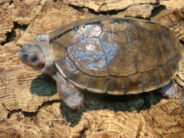 シロアシセタカガメ(4)