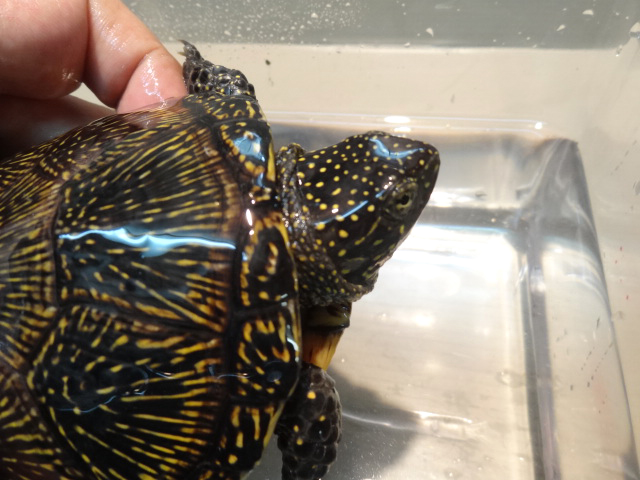 キボシヌマガメ キボシヌマガメ