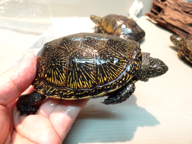 キボシヌマガメ