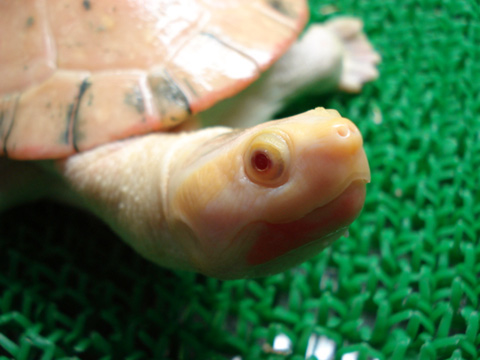 ニシキマゲクビガメ(11)