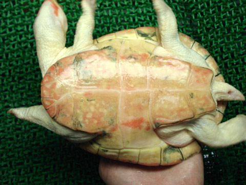 ニシキマゲクビガメ(12)