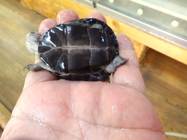 オカバンゴハコヨコクビガメ(8)