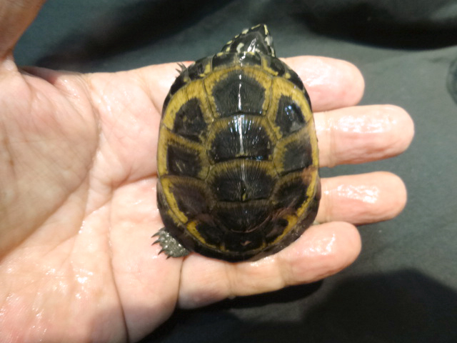 オカバンゴハコヨコクビガメ(9)