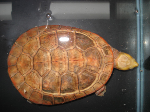 ニシキマゲクビガメ(6)