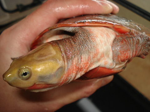 ニシキマゲクビガメ(7)