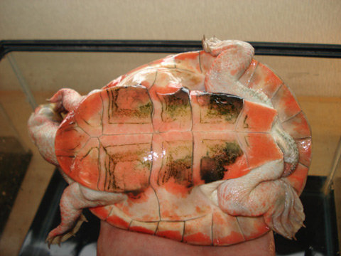 ニシキマゲクビガメ(8)