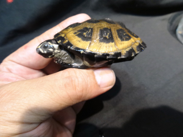 オカバンゴハコヨコクビガメ(2)