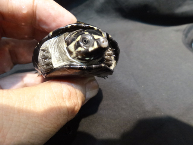 オカバンゴハコヨコクビガメ(3)