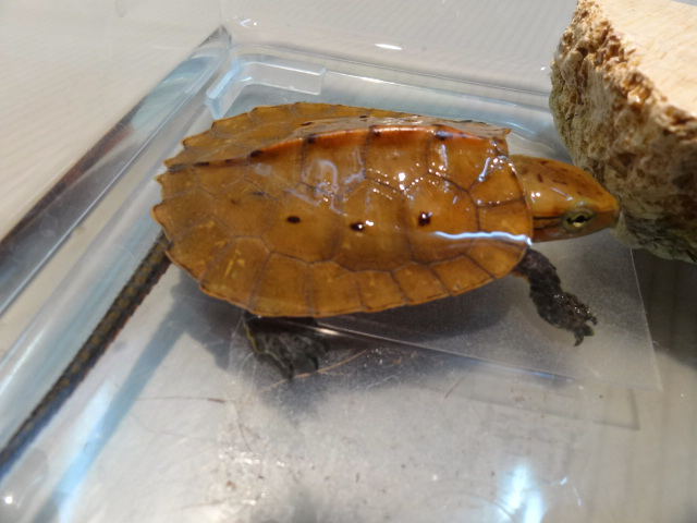 ビルマオオアタマガメ(8)
