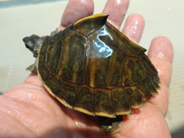 アッサムセタカガメ(12)