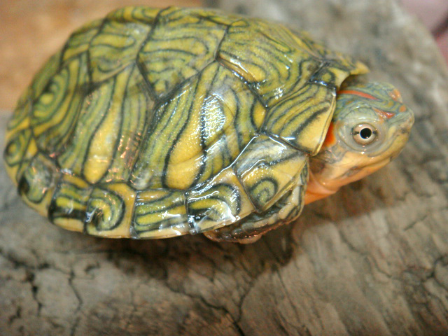 ミシシッピアカミミガメ(3)